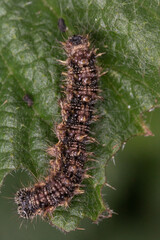 Red admiral caterpillar (Vanessa atalanta)