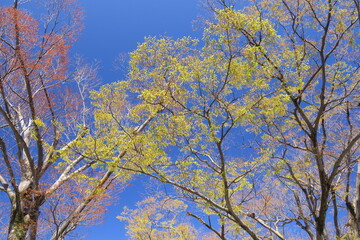 芽吹きの公園の欅と青空