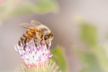 Honery bee (Apis mellifera) feeding on a flower