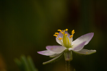 Close up sea spurrey flower (Spergularia maritima)