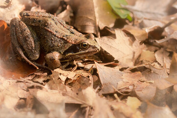 Common frog (Rana temporaria) in leaf litter