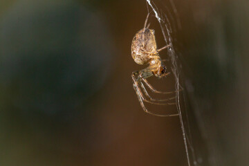 Side view of orb weaver spider (Metellina segmentata) on a web