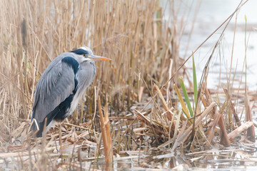 Grey heron (Ardea cinerea) in the reeds