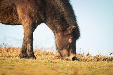 Grazing Exmoor pony (Equus ferus caballus)
