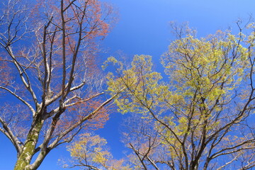 芽吹きの公園の欅と青空