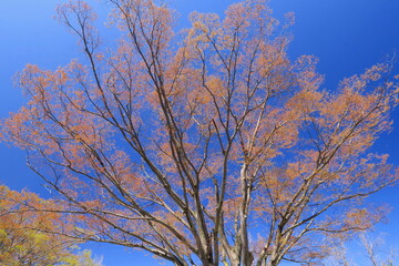 芽吹きの公園の欅と青空