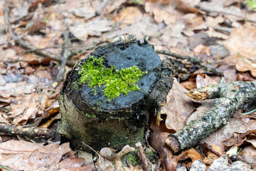 moss on the bark in forest