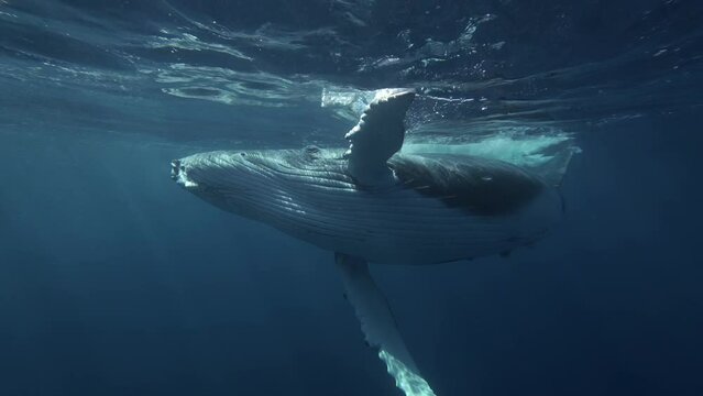 calf humpback whale swims very close underwater 4k