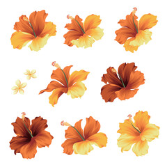 Tropical flower vector illustration material collection,