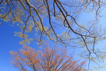 芽吹きの公園の欅と青空