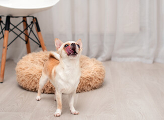 A chihuahua dog stands in a room against a background of a blurred dog bed and a chair. He licks his face with his tongue and looks up. The photo is blurred
