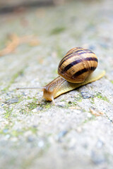 A snail crawls on a gray stone close-up.