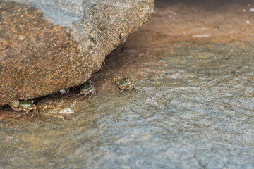 crab hiddind in the rock in queensland beach