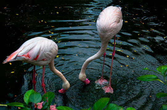two flamingoes are eating at Thao Cam Vien Park Hochiminh city Viet nam