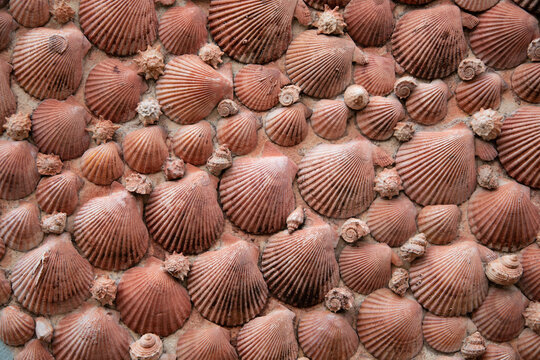 An open scallop shell – License Images – 11393120 ❘ StockFood