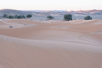 Fototapeta na wymiar The dunes of the Sahara desert and its evergreen vegetation