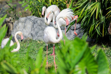 Greater Flamingos with Pink and Reddish Feathers Color in the Green Cost of the Pond, Thailand