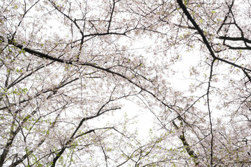井の頭公園の桜