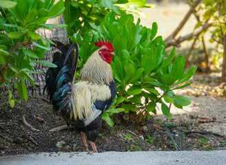 colorful male rooster in backyard