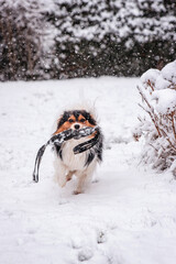 Papillon Dog Retrieves Toy In The Snow