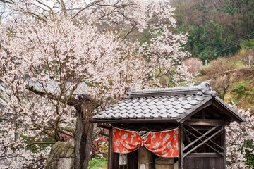 桜の花が咲き誇る春の風景