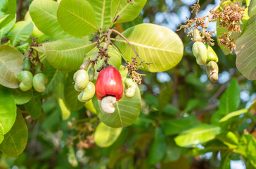 red cashew fruit on the tree.