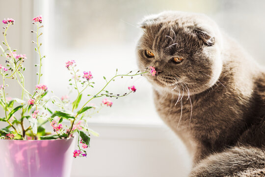 A gray Scottish breed cat sits on a windowsill in the sunlight and sniffs pink flowers. Home comfort and cozy.