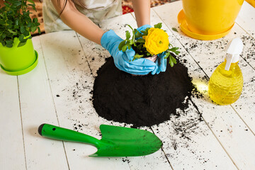 Closeup of soil pile on table, gardener shovel, flowerpots, kid's hands in rubber gloves. The process of gardening chrysanthemum.