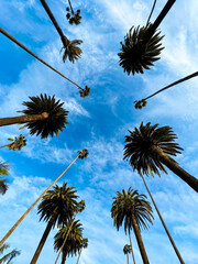 Palm Trees Blue Skies