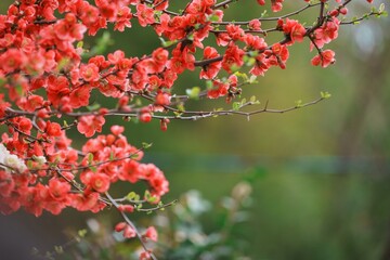 赤と白のボケの花の写真