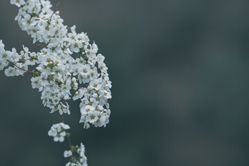 白いユキヤナギの花が咲く写真
