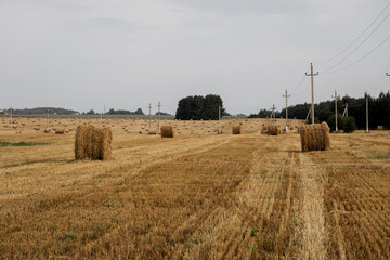 Field with straw bales after harvest.