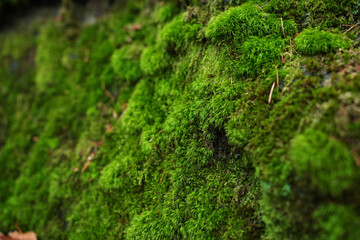 Macro shot of natural moss. Beautiful bright green mossy texture on the forest ground.