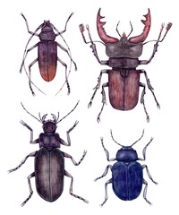 A set of watercolor beetles. Hand-drawn illustration.