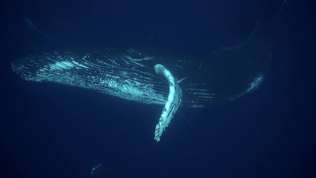 humpback whale turning around very close underwater 4k