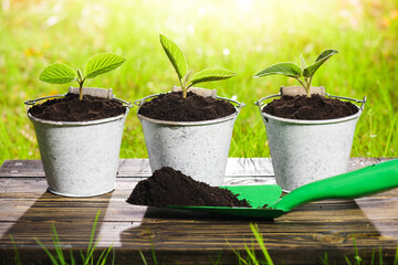 Gardening shovel with a handful of black soil. Three metal small buckets with hazelnuts sprout. Blurred green background with sunlight. Old wooden surface board.