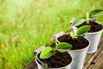 Three metal small buckets with hazel sprouts closeup. Blurred green grass background with sunlight. Old wooden surface board. Copy space. Tree saplings.