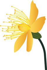  yellow flower vector image