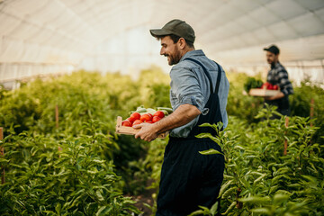 Happy male gardener harvesting veggies from the garden. A male farmer smiling with looking away...