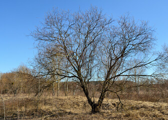 Forked tree among thickets of bushes and grass against a clear blue sky