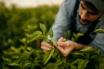 Close up image of farmer holding and examining crops in his growing field.
