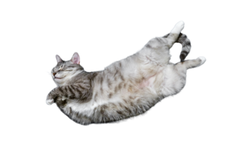 A grey cat lies belly up, isolated on a white background