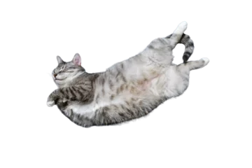 Foto op Plexiglas A grey cat lies belly up, isolated on a white background © Андрей Журавлев