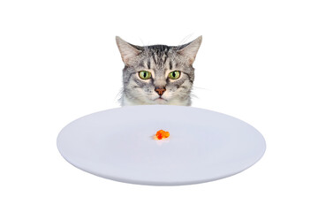 The grumpy cat looks at the empty plate with red caviar, isolated on a white background. Sad cat...