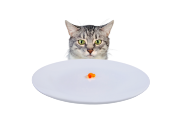 The grumpy cat looks at the empty plate with red caviar, isolated on a white background. Sad cat sitting in front of a table with an empty bowl