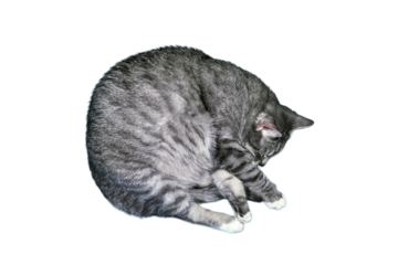 The cat sleeps, isolated on a white background. Close-up photo of a fat sleeping cat, isolated on a white background. Dream large of gray pet.