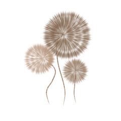 Fototapeta premium dandelion isolated on white background