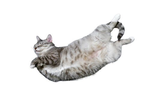 A grey cat lies belly up, isolated on a white background