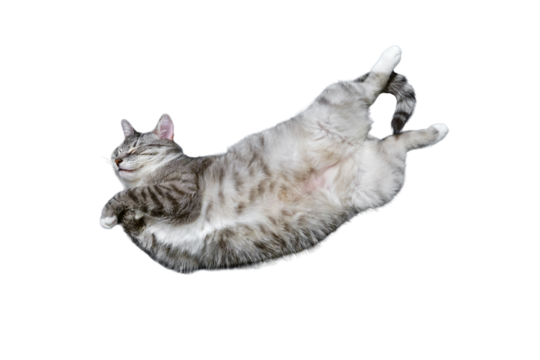 A grey cat lies belly up, isolated on a white background