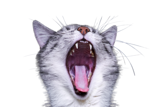 Cat yawns close-up on the couch, isolated on a white background. Macro photo throat, tongue and teeth, isolated on a white background. Cat mouth wide open, anatomy of the jaw feline.